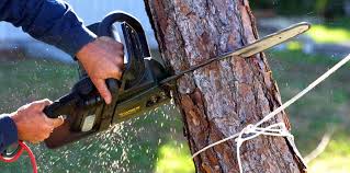 Reliable Houston, TX Tree Removal Solutions